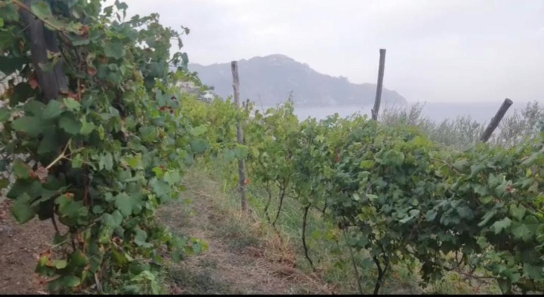Agriturismo Fuoco D'Amalfi Villa Iazzetta Esterno foto